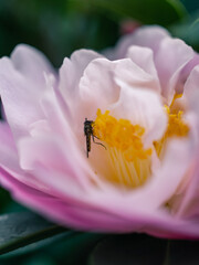 Insect on a flower