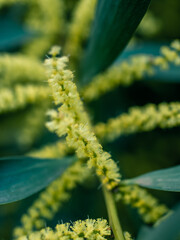 close up of yellow flower
