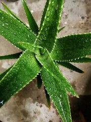 aloe vera plant