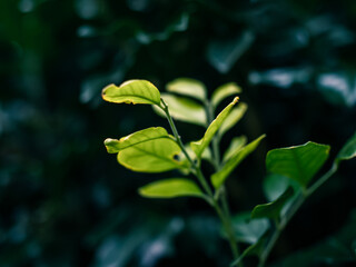 Green leaves