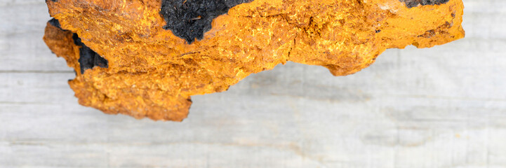 wild chaga mushroom birch tree fungus raw on a wooden background. banner