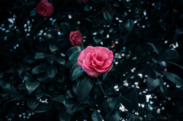 Fototapeta na wymiar Camellia flower tree