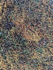 natural background on the ground from moss in the form of asterisks