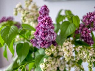 Lilac flower in front of the sky.