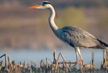 Grey Heron portrait