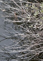 The reflection on the water surface in Sapporo Japan