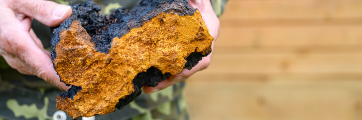 men's hands hold chaga mushroom raw birch fungus. banner. space for text