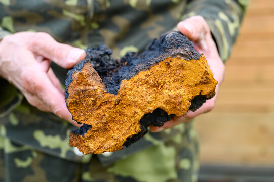 men's hands hold chaga mushroom raw birch fungus