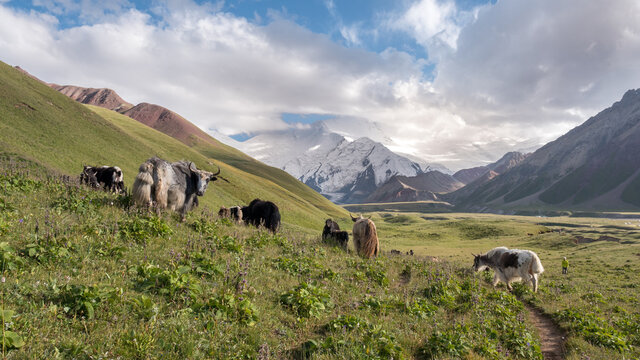 Kirghizistan - Yak au camp de base du Pic L&eacute;nine