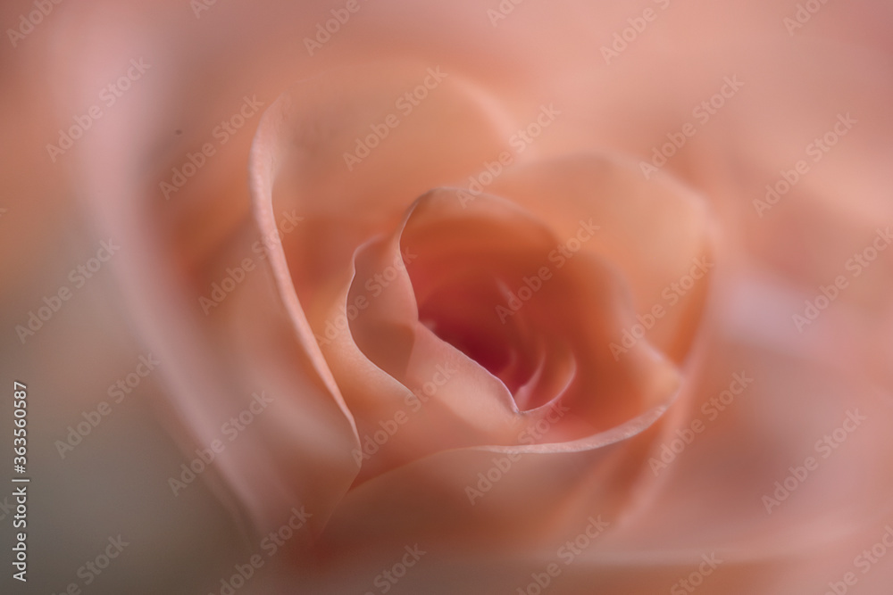 Wall mural rose flower