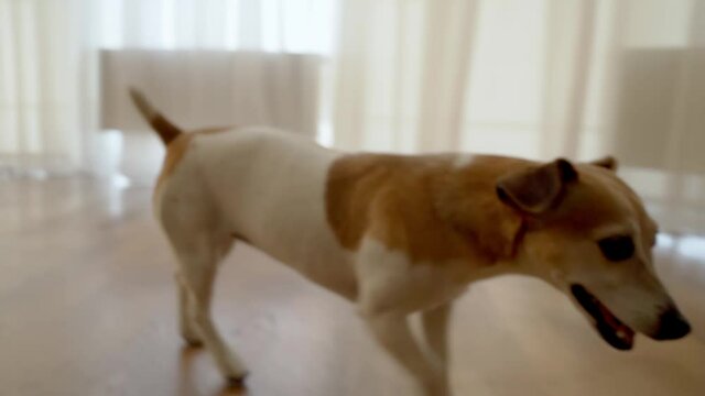 a dog Jack Russell terrier walking the room. Light window with curtains on background. Video footage. Smiling pet walk passing by. 