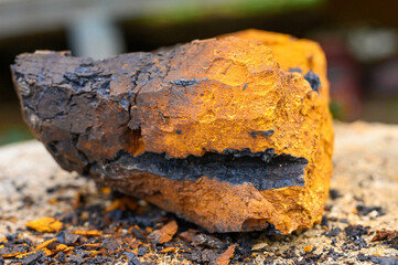 peeled piece wild mushroom chaga birch fungus on a wooden stump background. step by step