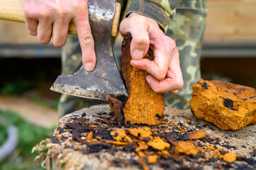 men's hands with an axe clean chaga mushroom birch fungus in the fresh air. step by step - obrazy, fototapety, plakaty