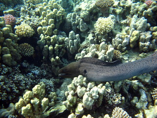 Moray eels .Pisces - type bone fish Osteichthyes, Moray eels (Muraenidae), Giant moray eels.