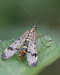 Scorpion Fly