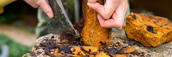 men's hands with an axe clean chaga mushroom birch fungus in the fresh air. step by step. banner - obrazy, fototapety, plakaty