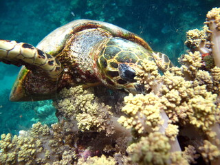 Sea turtles. Great Reef Turtle Bissa.