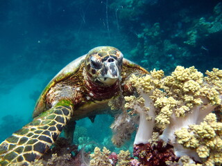 Sea turtles, Great Reef Turtle Bissa.