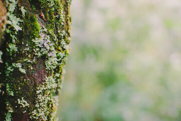moss on tree