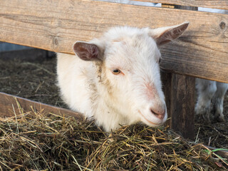 White goat eat hay in a barn. Village, country and livestock concept