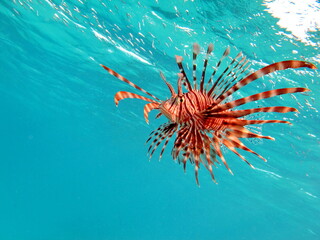 Lion Fish in the Red Sea.
