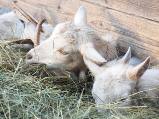 White goats eat hay in a barn. Village, country and livestock concept