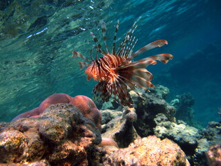Lion Fish in the Red Sea.