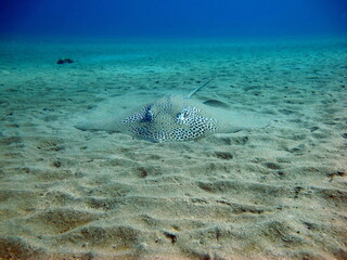 Stingray stingray .Ringed stingray. (Himantura uarnak) Found at depths up to 50 m. The maximum...