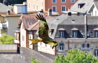 falcon flies over the city