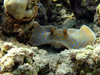 Taeniura lymma. Stingrays - Batoidea Stingray Family. Spotted Stingrays. © Vitalii6447