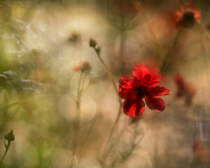 red flower art