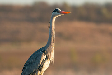 Grey Heron portrait