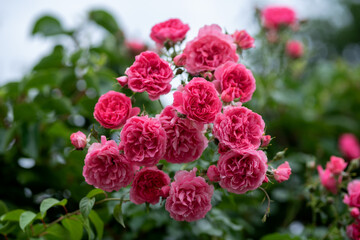 Laguna Rose - pink climbing rose