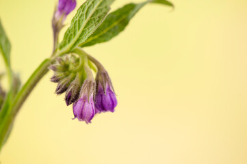 Close -up of purple comfrey. Symphytum officinale
Flower purple of a comfrey on yellow blurred background. 
