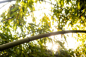 Fototapeta premium Curved bamboo trunk with sun flare is close
