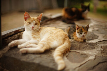 Ginger white cat and tricolor kitten are resting in a summer garden.