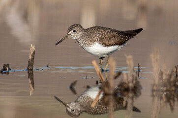 Green sandpiper bird in natural habitat