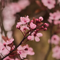 Naklejka na ściany i meble Pink japanese blossom in the spring, photo made in Weert the Netherlands