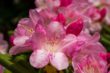 Fototapeta na wymiar Pink flower close up