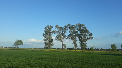 Fototapeta na wymiar Laubbäume mitten auf einem Feld mit einem blauen Himmel über ihnen