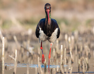 Black Stork portrait in early morning