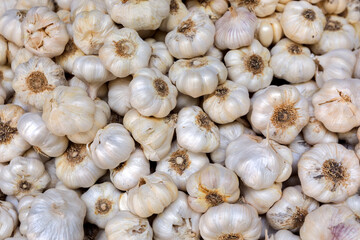Background of the garlic. People have used garlic as a food and medicine for more than 3000 years. This article looks at research into the health benefits of garlic.