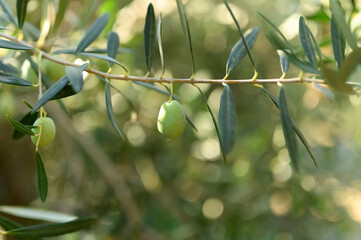 green olives grow on a olive tree branch in the garden. selective focus