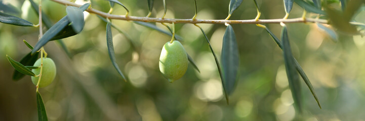 green olives grow on a olive tree branch in the garden. selective focus. banner