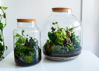 Foto op Canvas Small decoration plants in a glass bottle/garden terrarium bottle/ forest in a jar. Terrarium jar with piece of forest with self ecosystem. Save the earth concept. Bonsai, set of terrariums/ jars © Anna