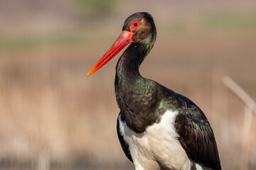 Black Stork portrait in early morning