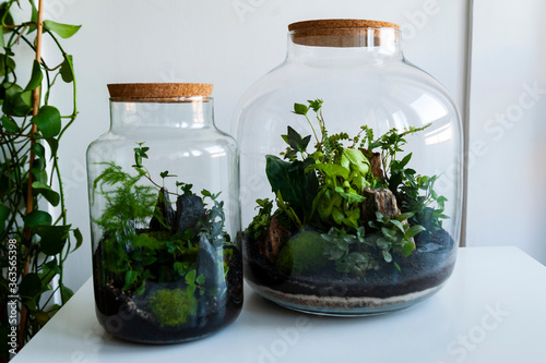Small Decoration Plants In A Glass Bottle/garden Terrarium Bottle/ Forest  In A Jar Terrarium Jar With Piece Of Forest With Self Ecosystem Save The  Earth Concept Bonsai, Set Of Terrariums/ Jars Wall