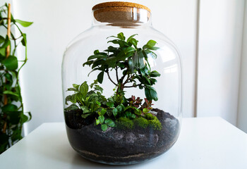 Small decoration plants in a glass bottle/garden terrarium bottle/ forest in a jar. Terrarium jar with piece of forest with self ecosystem. Save the earth concept. Bonsai, set of terrariums/ jars