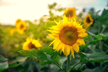 Fototapeta premium sunflower in the field