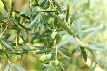 Fototapeta na wymiar green olives grow on a olive tree branch in the garden. selective focus